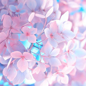 Meet your Posher, Nora